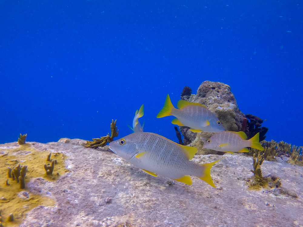 Grey and yellow fish swimming in blue waters
