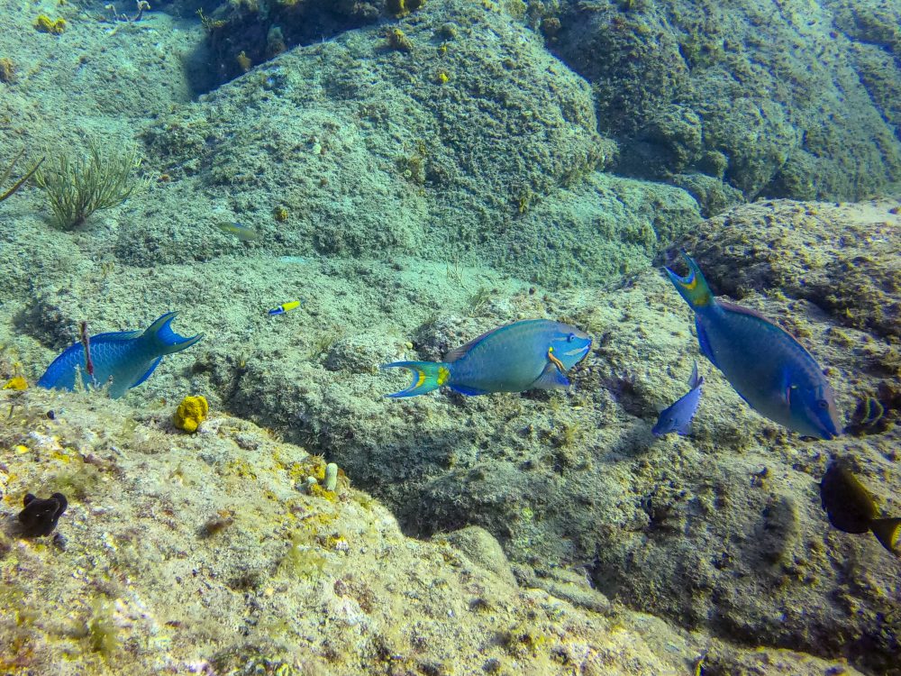 Parrotfish eating the coral
