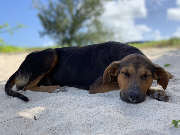 A black dog laying on the sand at a beach